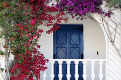 Santorini-blomst Perissa