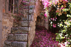 Vrahasi-flowers2