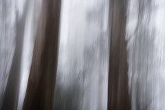 2024-05-13-045-icm-traeer