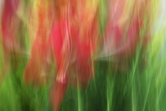 ICM  blomst 4