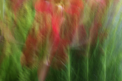 ICM blomst  3