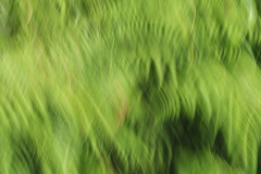 ICM bregner