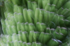 ICM banan