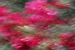 ICM blomst 2