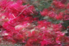 ICM blomst 1