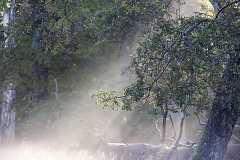 Dyrehaven morgendis