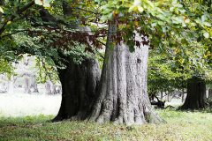 Dyrehaven 15